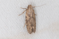 Hypatima