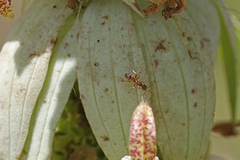 Forelius pruinosus