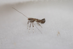 Caloptilia triadicae