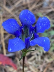 Gentiana autumnalis