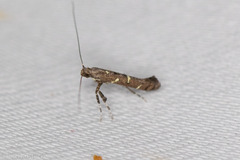 Caloptilia triadicae