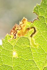 Stigmella oxyacanthella