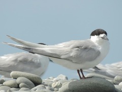 Sterna striata striata