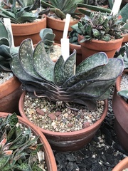 Gasteria
