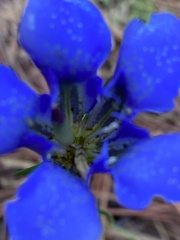 Gentiana autumnalis