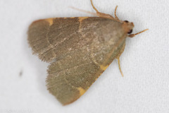 Hypsopygia binodulalis