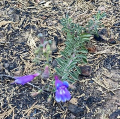 Penstemon laetus