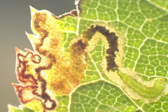 Stigmella oxyacanthella