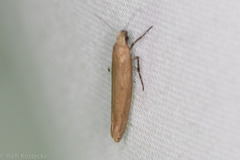 Ypsolopha ochrella