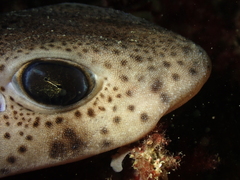 Scyliorhinus canicula