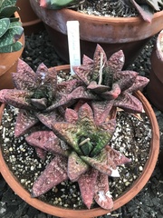 Gasteria