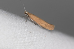 Ypsolopha ochrella