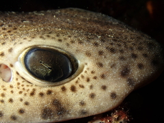 Scyliorhinus canicula