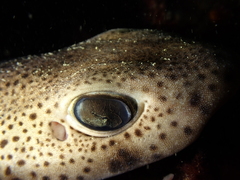 Scyliorhinus canicula