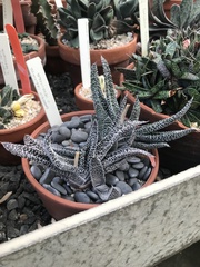 Gasteria