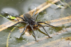 Dolomedes