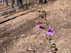 Penstemon laetus