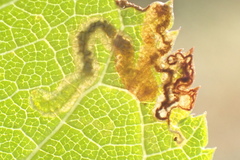 Stigmella oxyacanthella