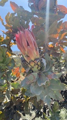 Protea eximia