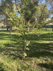 Crataegus monogyna