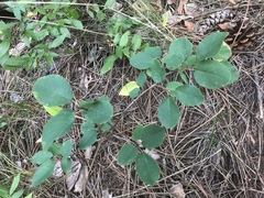 Amelanchier spicata