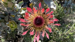 Protea eximia