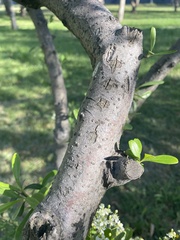 Crataegus monogyna