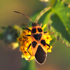Tropidothorax sinensis
