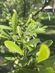 Crataegus monogyna