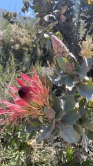 Protea eximia