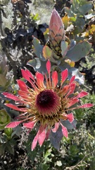 Protea eximia