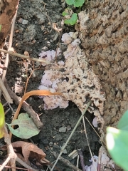 Merulius tremellosus