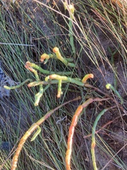 Salicornia perennis