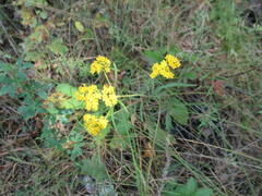 Patrinia rupestris