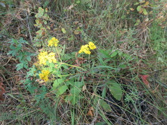 Patrinia rupestris
