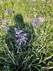 Tulbaghia violacea