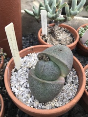 Pleiospilos