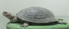Emys orbicularis