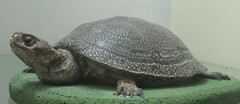 Emys orbicularis