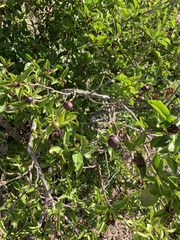 Brunfelsia australis