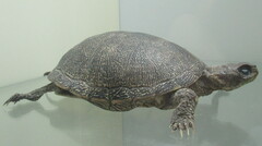 Emys orbicularis