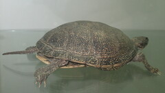 Emys orbicularis
