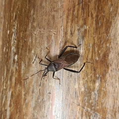 Notobitus