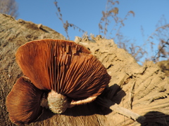 Hemipholiota