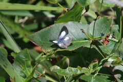Eirmocides absimilis