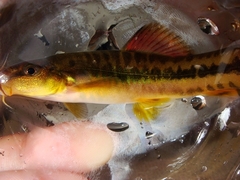 Traccatichthys pulcher