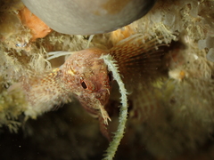 Tripterygion delaisi