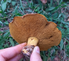 Suillus collinitus
