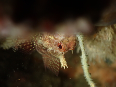 Tripterygion delaisi