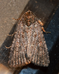 Hypoperigea tonsa